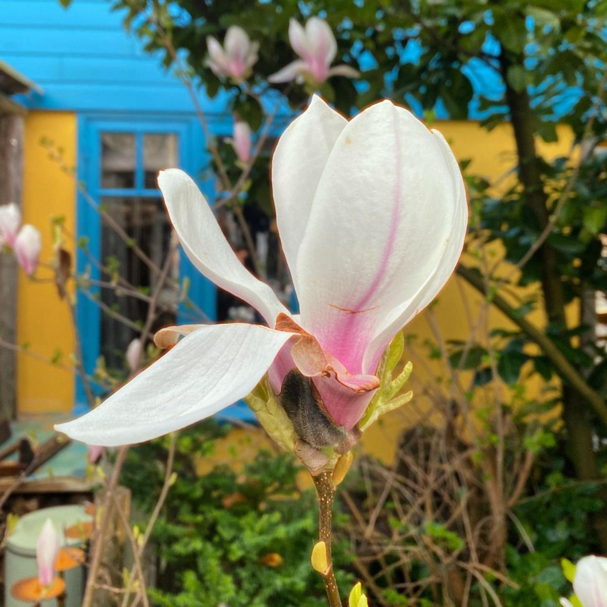 In De Aap - Appartementen & Guesthouse Берген Екстериор снимка